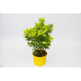 Resim Sarı Gold Taflan Euonymus 5 Adet - Sarı Saksıda 6172 