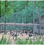 Resim Ağır Hizmet Tipi Bahçe Ağ Örgüsü - Kuşlar, Geyikler, Evcil Hayvanlar Ve Mahsuller İçin Hayvan Bariyer Çiti 2x10m 