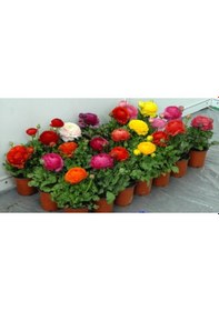 Resim 12 Adet Şakayık Çiçeği Soğanı..karışık Renkler.yeni Mahsul. 