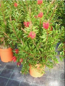 Resim Fırça Çalısı Çiçeği Kırmızı Saksılı 30-60 Cm 