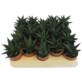 Resim Sukulent Haworthia Limofolia x 20 ad 