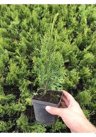 Resim Leylandi Çam Fidanı 10-30cm 30 Adet Tüplü Bahçe Bitkisi Cupressus Leylandii 