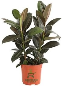 Resim Mini Boy Kauçuk Fidanı Mini Boy 2'li Dikim 20-45Cm Saksılı Salon Çiçeği(Ficus Elastica), GDB15112024NA18 