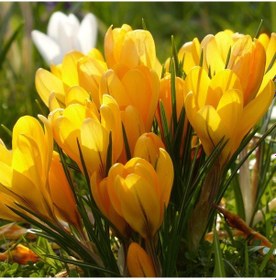 Resim Dorothy Yellow Sarı Renkli Çiğdem Soğanı 5 Adet 