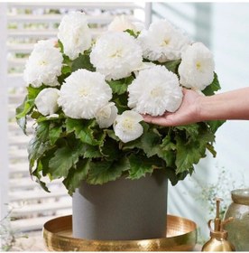 Resim İrii Çiçekli Nadir Tür Double White Begonya Çiçeği Soğanı 1 Adet 