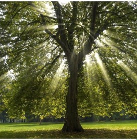 Resim Batı Çınarı Fidanı 5 Adet - Platanus Occidentalis 
