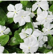 Resim Vinca Pure White Rozet Çiçeği Tohumu 20 Tohum 