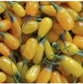 Resim Amber Sweet ALuni Sarı Goji Berry Tohumu 1000 Tohum 