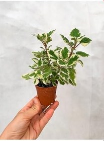 Resim Adaçayı Kokulu Sarkıcı Sukulent Beyaz Alacalı Variegata Plectranthus Madagascariensis ‘Lynne’ 