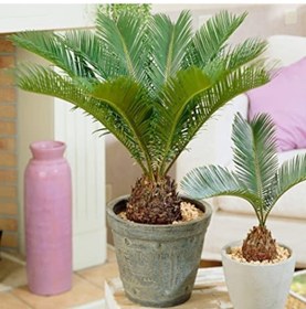 Resim Sikas – Japon Sago Palmiyesi 30-40cm 