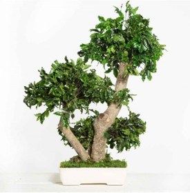 Resim Bonsai Pitosporum Seti Bitki Besini-bonsai Saksı -toprak -fidan 