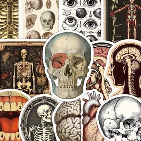 Resim 50 adet YWWBLD Retro Bilimsel Anatomik Etiketler - Defterler, Bardaklar, Dizüstü Bilgisayarlar için Vintage Tıbbi Sanat İnsan Vücudu Organları ve İskelet Etiketleri - Öğrenciler, Öğretmenler, Tıp Profesyonelleri için Eğitici Dekorasyon | Vintage İllüstrasyonlar | Detaylı Çizimler 