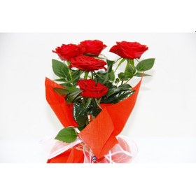 Resim Mini Gül Kırmızı Renk - Yılbaşı Çiçeği Hediyelik 