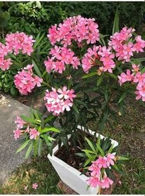 Resim Videolu Zakkum Fidanı (80 100 Cm)3 Adet Tüplü Pembe Çiçekli Dış Mekan Bitkisi Nerium Oleander 