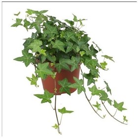 Resim Mini Hedera Salon Sarmaşığı Hedera Helix Green 5 Adet 