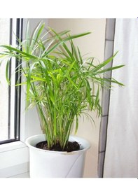 Resim Japon Şemsiyesi - Cyperus Alternifolius 20-40 cm 