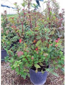 Resim Kartopu 10 Adet - Defne Yapraklı Kartopu Tinus 1 Metre #41985249 