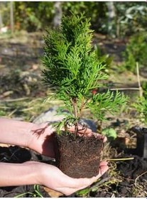 Resim Videolu Leylandi Fidanı (15 30 Cm)6 Adet Tüplü Dış Mekan Bitkisi Cupressocyparis Leylandii 
