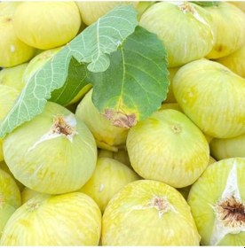 Resim Tüplü Kahramanmaraş İri Meyveli Abbas İnciri Fidanı 