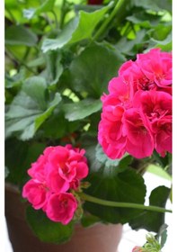 Resim Pembe Top Sardunya Çiçeği 