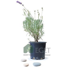 Resim Saksıda Organik Lavanta Lavandula Angustifolia 