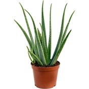 Resim Aloe Vera Bitkisi 5'li Ekonomik Paket 