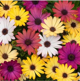 Resim Bodrum Papatyası 3 Adet Saksıda Çiçek Karışık Renkli 