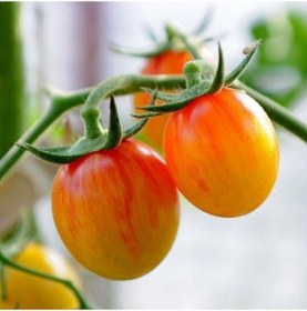 Resim Süper Süpernova Cherry Domates Tohumu 15 Tohum 1 Set 