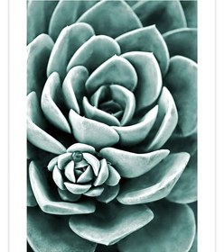 Resim Yeşil Sukulent - Art Print - Photo Pearl / 30x40 cm 