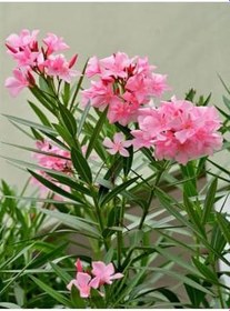 Resim Videolu Zakkum Fidanı (80 100 Cm)3 Adet Tüplü Pembe Çiçekli Dış Mekan Bitkisi Nerium Oleander 