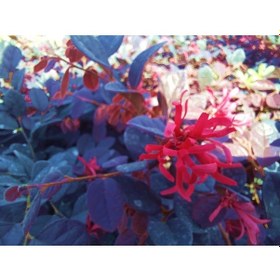 Resim Loropetalum - Pembe Rüya Çiçeği 3 Adet 