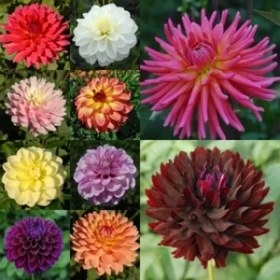 Resim 50 Adet Bodur Yıldız Dahlia Çiçeği Yumrusu Karışık12 Renk .yumru Boyu 9 Cm . Yeni Mahsul.çiçekli Boyu 45 Cm. 