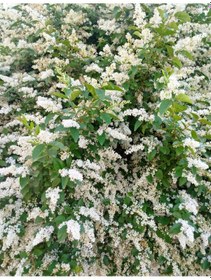Resim Ligustrum Sinense 5 Adet 100-120 Cm Çiçek Açan Çit Bitkisi 