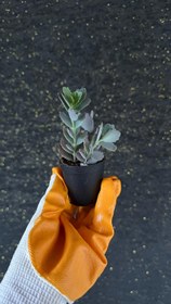 Resim NuNu By Frost Edge Mini Sukulent - 6-10 cm 