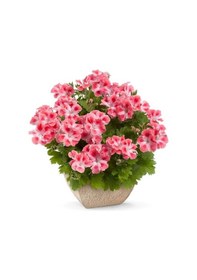 Resim Özel Çeşit Nadir Pink White Clarion Canan Çiçeği Fidesi 1 Adet 