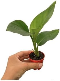 Resim Mini Saksıda Starliçe Cennet Kuşu Çiçeği Strelitzia Nicolai 