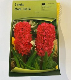 Resim Hyacinthus Orientalis Sümbül Soğanı 3 Adet 