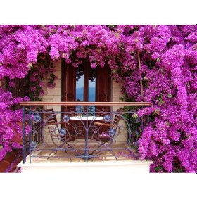 Resim Begonvil Sarmaşığı 5 Adet 100 CM - Çiçekli Bitki 