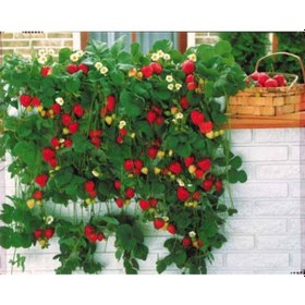 Resim Ada Tarım 30 Adet Camarosa Çilek Fidesi Taze Söküm Açık Kök 