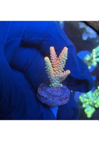 Resim Şaft Askısı F10 M5 Ors Rulmanlı 