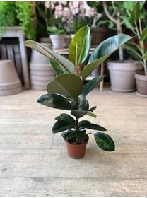 Resim Kauçuk Çiçeği 1 Adet Saksılı 20-45Cm (Ficus Elastica) Mini Boy Salon Çiçeği 