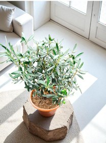 Resim Bitkitürk-zeytin Veren Bonsai İthal 9 Yaşında 