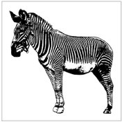 Resim Zebra Folyo Sticker 130cm Uzunluk Karışık Renkli 