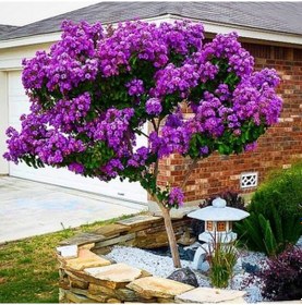 Resim Soğuklara Dayanıklı Tüplü Lagerstromia İndica Mor Renkli Oya Ağacı Fidanı 