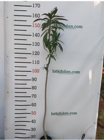 Resim 3 Yaş Zakkum Ağacı Pembe Renk 