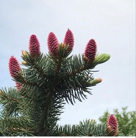 Resim Picea Likiangensis Çin Ladini Tohumu 10 Tohum 