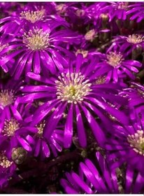 Resim Videolu Acem Halısı Çiçeği Fidesi Fidanı 30 Adet Tüplü 5-10 Cm (Drosanthemum Floribundum) 