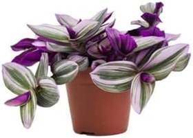 Resim Tradescantia Nanouk Pembe Telgraf Çiçeği Ithal 12.Cm .Büyük Boy Saksıda, BTS03062025BYB01 