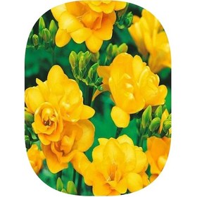 Resim 3 Adet Sarı Frezya Çiçeği Soğanı Katmerli Mis Kokulu 