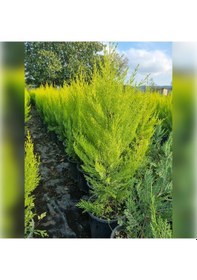 Resim Limon Servi Cupressus Macrocarpa Goldcrest 100 Cm 